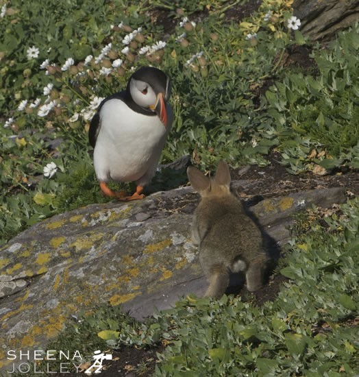 Atlantic Puffins are colonial nesters, using burrows on grassy cliffs On Skellig Michael off the Kerry coast in Ireland they have to share their burrows with the rabbit population. It is difficult to know when Rabbits were first introduce to Skellig Michael and you have to look hard to find them. I was lucky to spot a family of very young rabbits. Young rabbits tend to be exploratory in new space and were naturally inquisitive but the puffins always gave chase when the rabbit's curiosty took them too close. However, I did notice they shared the same entrance to the burrows so there must be some tolerance underground. Rabbits, being prey animals tend to freeze and observe when confronted with a threat. However they always ran when the Puffins gave chase.