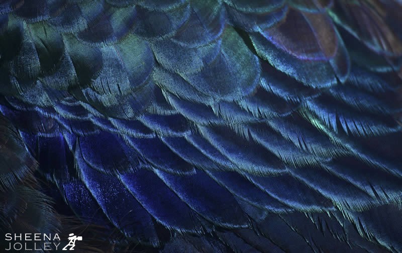 Peacock feathers