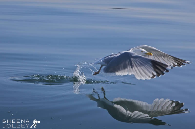 I managed to shoot this photograph by going out to sea on a small boat which put me low to the water level. The Herring Gull is the commonest gull by the sea but I hope this shot enables the viewer to see something special and beautiful in a much seen species.
