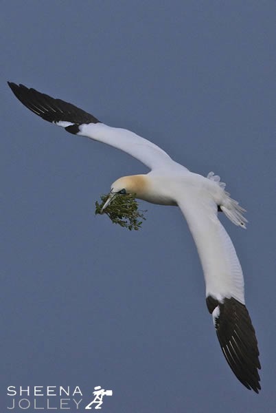 The Gannet collects vegetation to bring back to the cliff edge to build a nest on the Saltees.