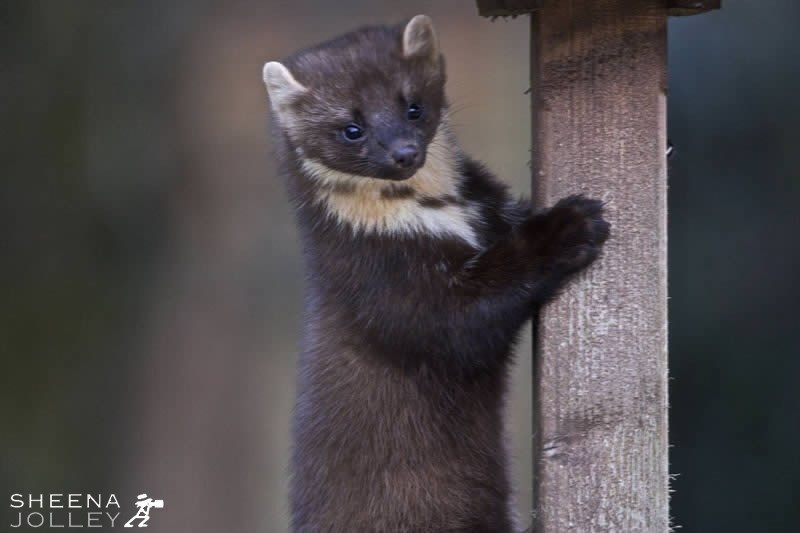 The Irish name for Pine Marten is Cat Criann meaning Tree Cat or Cat of the Woods. It is one of Ireland's most exquisite native mammals. They exist mainly in the south and west but were once widespread throughout Ireland. However, they are very timid and difficult to see. I waited every morning for a week to catch this one taking food from a birdtable in a garden in Letterfrack, Co. Galway, Ireland 