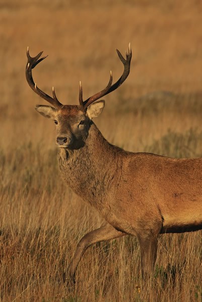 Red Deer stag taken on Mangerton Mountain in Co. Kerry