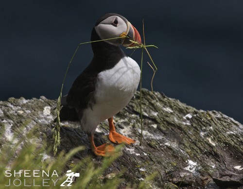 Male puffins perform most of the work of clearing out the nest area, which is sometimes lined with grass, feathers or seaweed. This shot was taken on Skellig Michael 7 miles off the coast of Kerry in Ireland