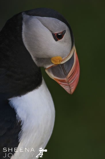 Deep bill and two and a half grooves signifies that this is a four to five year old puffin. A puffin will only breed after four to five years at sea. As the lovable puffin spends most of the year far out to sea and this may be this puffin's first visit to land to breed it was a wonderful moment to capture this image in the very early morning light.