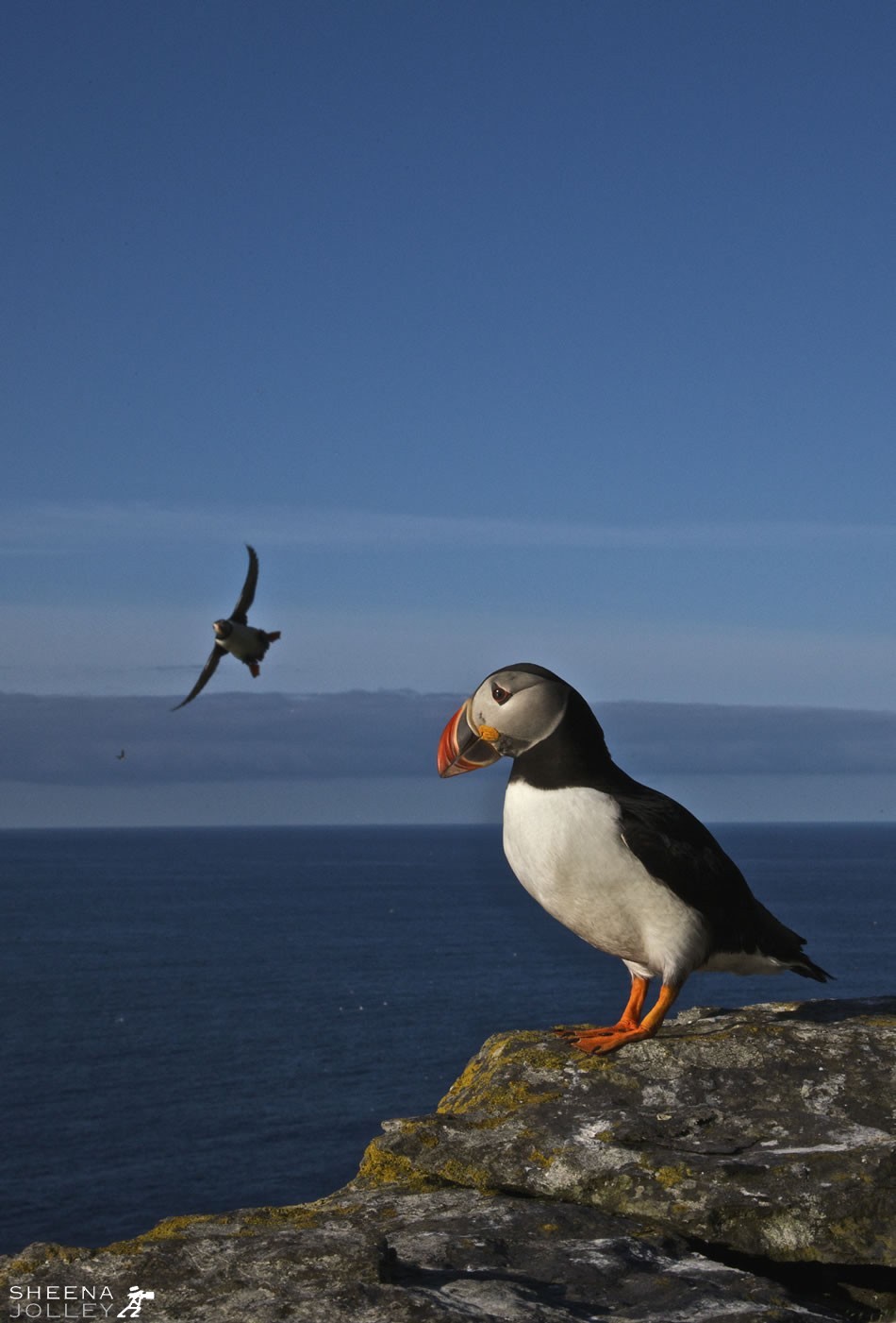 These Puffins were nesting on Skellig Michael off the west coast of ireland. They are a small bird and it is a wonder to see them at such close quarters with their brightly coloured beaks and comical flight