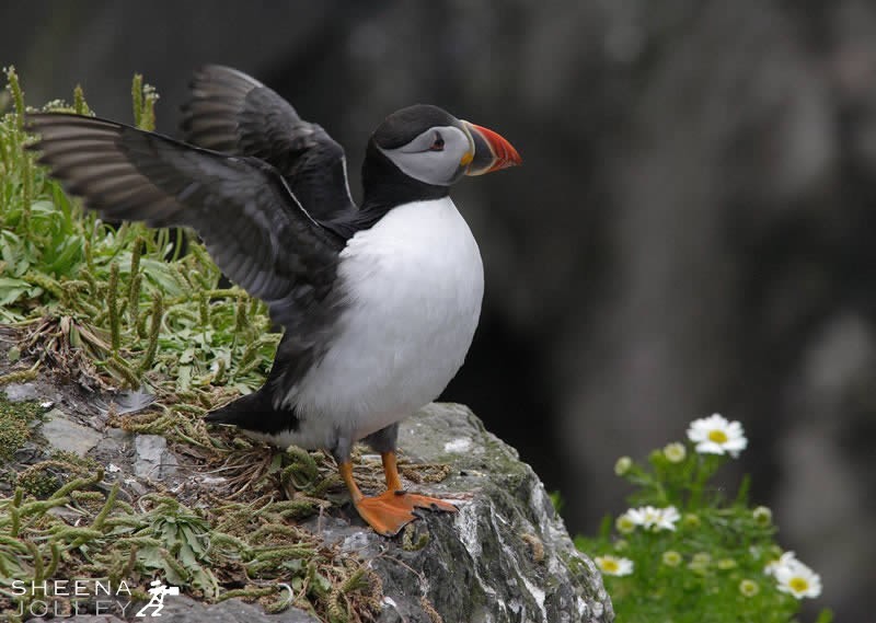 Atlantic Puffins taking off from the c loiffs of Skellig Michael
