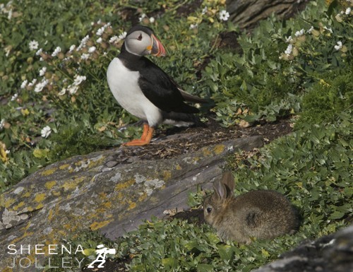 Atlantic Puffins are colonial nesters, using burrows on grassy cliffs On Skellig Michael off the Kerry coast in Ireland they have to share their burrows with the rabbit population. It is difficult to know when Rabbits were first introduce to Skellig Michael and you have to look hard to find them. I was lucky to spot a family of very young rabbits. Young rabbits tend to be exploratory in new space and were naturally inquisitive but the puffins always gave chase when the rabbit's curiosty took them too close. However, I did notice they shared the same entrance to the burrows so there must be some tolerance underground. Rabbits, being prey animals tend to freeze and observe when confronted with a threat. However they always ran when the Puffins gave chase.