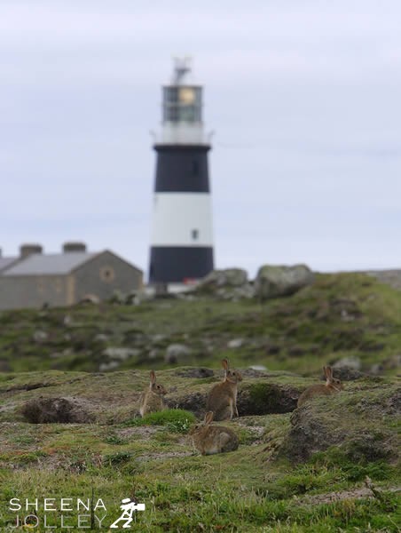 Tory Island off the north west coast of Ireland is inundated with a large rabbit population. In fact I have never seen so many rabbits in one place. They seem to thrive all over the island. I took this shot in the evening when they were coming out of their burrows.