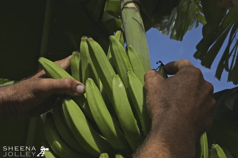 Taking the brown tips off the bananas to make them more appealing to buyers