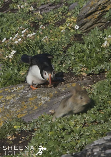 Atlantic Puffins are colonial nesters, using burrows on grassy cliffs or crevices in clifftop earth or fallen boulders, in a colourful world of sea campion,thrift, lichens and blue sea. On Skellig Michael off the Kerry coast in Ireland they have learned to share their burrows with the rabbit population. On Skellig Michael they have learned to share their burrows with the rabbit population. It is unclear when the Rabbit was first introduced to Skellig Michael but the island was inhabited by monks in the 6th Century. I have visited Skellig Michael many times and had an occassional glimpse of a rabbit. Spotting these baby rabbits interact with the Puffins was a magical experience.They can also face competition from other burrow nesting animals such as Manx Shearwaters and occasionally Razorbills.