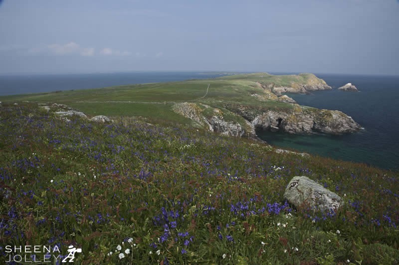 Saltee islands covered in a blanket of bluebells in May