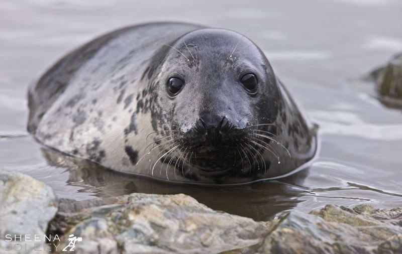 I photographed this grey seal pup on the island of Inishark in November. I think he was enticing me into the waters!