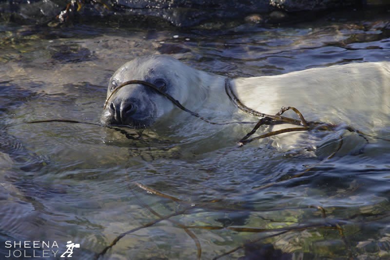 I shot this seal off the west coast of Ireland. Each pup has its own character. This little fellow was completely undisturbed by my presence and constantly surfaced demonstrating both curiosity and playfulness.