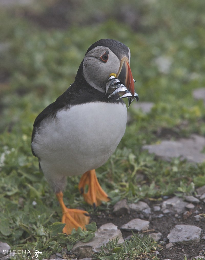 Puffins spend most of the year far out to sea. They come to land to breed between March and August and can be found on islands and mainland cliffs off Ireland. This was taken on Skellig Michael 7 miles off the coast of Kerry in Southern Ireland. They nest in burrows or crevices in clifftop earth or fallen boulders, in a colourful world of sea campion, thrift, lichens and blue sea. The single egg is hatched after 39 days and the chick flies when about 38 days old. It will breed after 5 years at sea. Feeding areas are often located 100 km (60 mi) offshore from the nest or more, though when provisioning young the birds venture out only half that distance. Atlantic Puffins can dive for distances of up to 70 m (200 ft) and are propelled by their powerful wings, which are adapted for swimming. They use their webbed feet as a rudder while submerged. Puffins collect several small fish, such as herring, sprats, zooplankton, fish (shellfish), and sand eels. They use their tongues to hold the fish against spines in their palate, leaving their beaks free to open and catch more fish. Puffins normally line up the fish in their bills with the heads facing alternate ways and can sometimes have a dozen or more fish in its beak at once