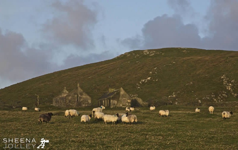 Sheep grazing on the once inhabited Inishark