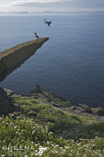 Puffins spend most of the year far out to sea. They come to land to breed between March and August and can be found on islands and mainland cliffs off Ireland. This was taken on Skellig Michael 7 miles off the coast of Kerry in Southern Ireland. They nest in burrows or crevices in clifftop earth or fallen boulders, in a colourful world of sea campion, thrift, lichens and blue sea. The single egg is hatched after 39 days and the chick flies when about 38 days old. It will breed after 5 years at sea.