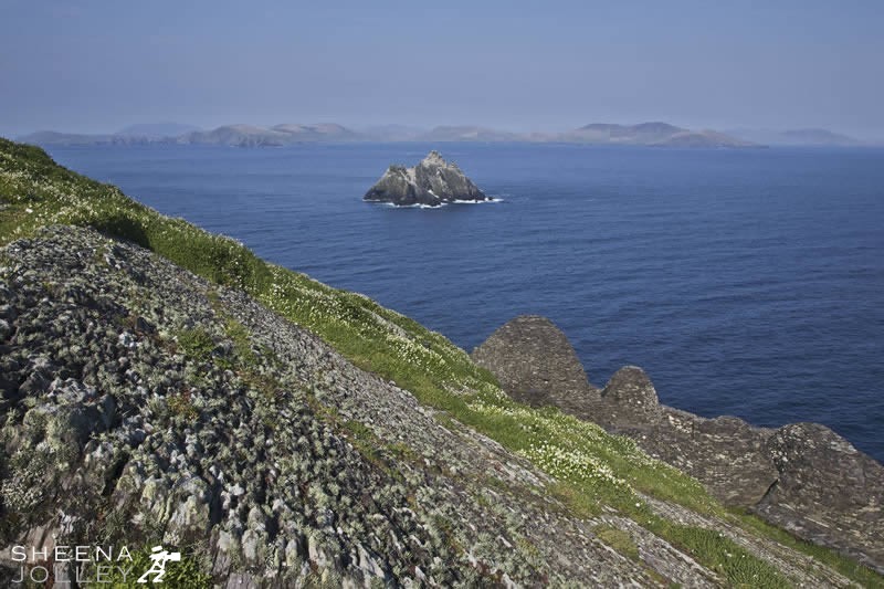 Skellig Michael lies 7miles off the south west of Ireland being mostly inaccessible by sea or air as it is battered by wind and waves. It is a rocky outcrop rising straight out of the sea. There are the remains of a 6th century monastry clinging precariously on its slopes along with lichen and wild flowers somehow emerging from the rock crevices. The small island is Little Skellig home to a Gannet Colony.
