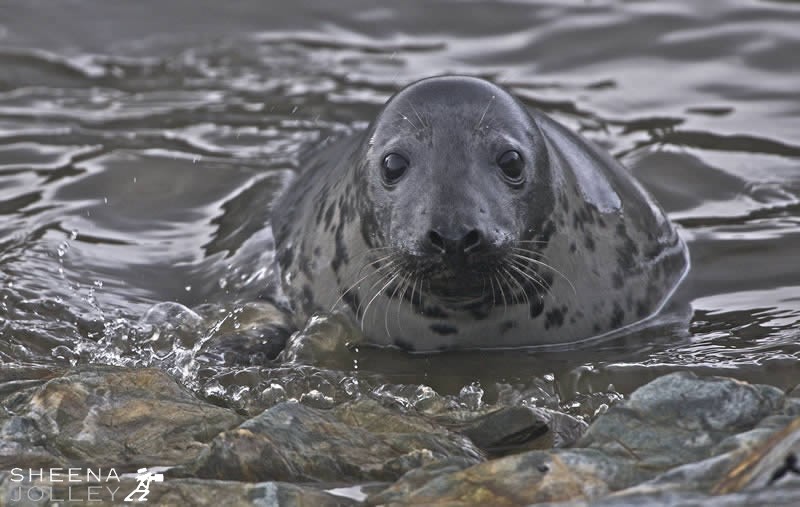 I photographed this grey seal pup on the island of Inishark in November. I think he was enticing me into the waters!