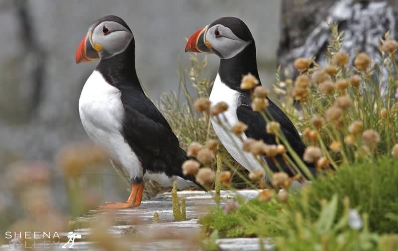 Puffins on Skellig Michael