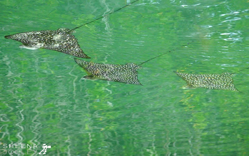 Rays are harmless filter feeders that wing through the water near the surface and scoop up mouthfuls of tiny plankton. I shot this in Black Turtle Bay off Santa Cruez in the Galapagos. The rays were winging silently through the water amongst the reflections of the mangrove-fringed lagoon. They are categorised in the 2006 IUCN Red List of Threatened Species as Near Threatened.