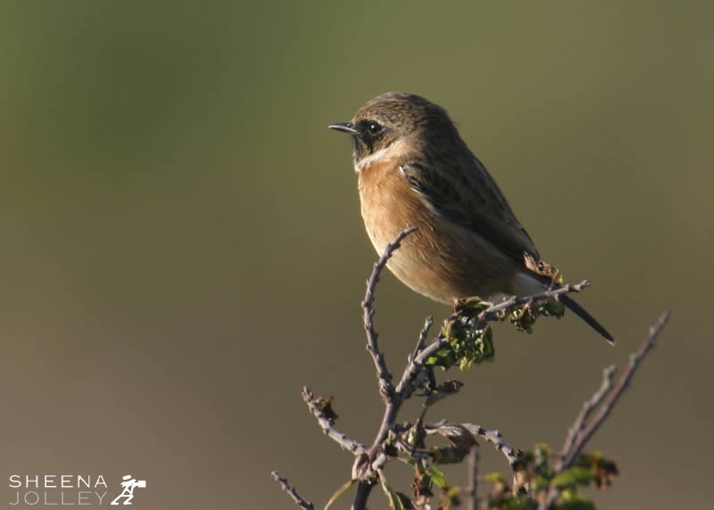 Stonechat