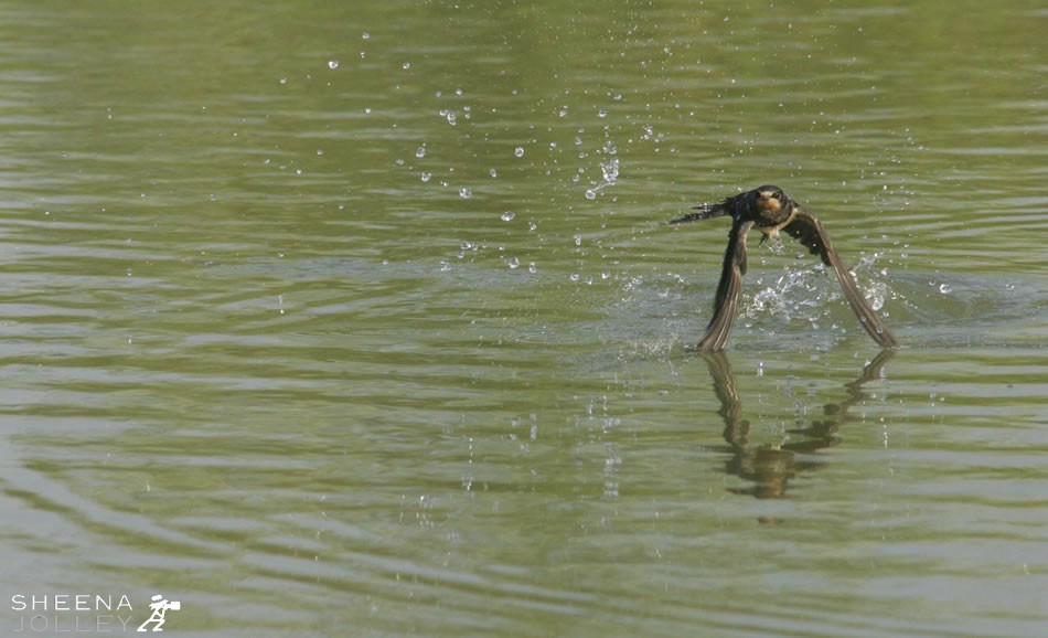I watched the swallows swoop for insects on a stream in West Cork in Ireland and was eager to convey the reationship the swallows have with water. The moment of impact is so fast that I had to shoot at both a high ISO and fast shutter speed. Sometimes their contact with the water surface was delicate and at other times they seemed totally immersed.