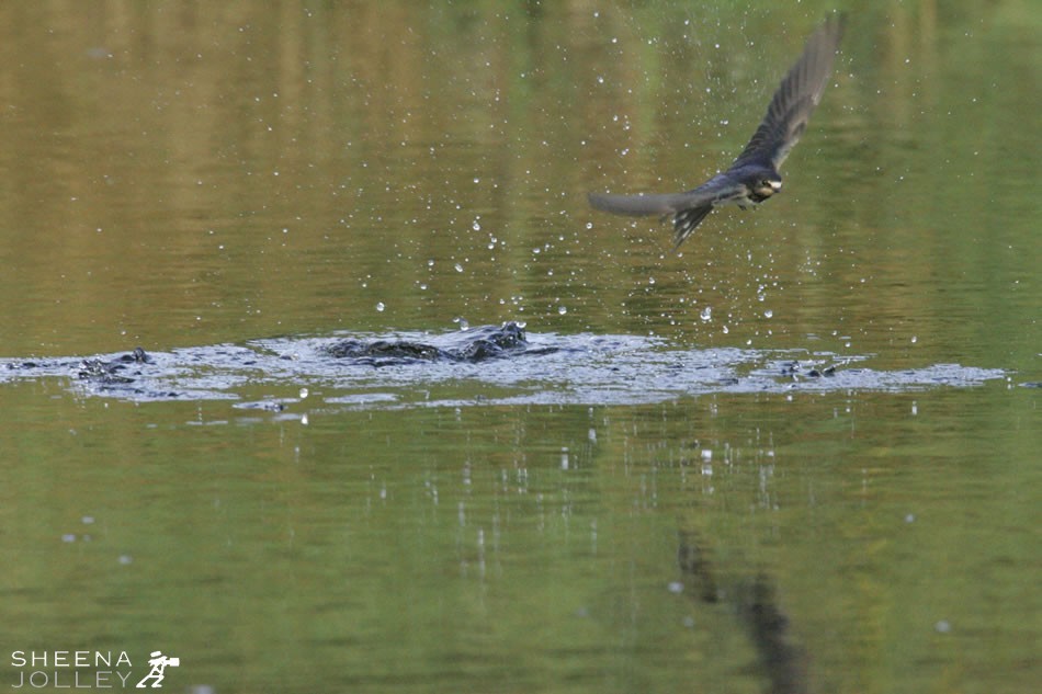 swallows swoop for insects on a stream in West Cork in Ireland and was eager to convey the reationship the swallows have with water. The moment of impact is so fast that I had to shoot at both a high ISO and fast shutter speed. Sometimes their contact with the water surface