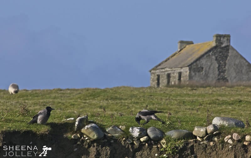 Shot while visiting the now uninhabited Inishark Island. Only the ruins remain guarded by the Hooded Crow and sheep