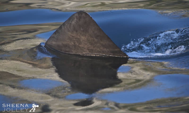 I managed to shoot this photograph by going out to sea on a small boat which put me low to the water level and up close to a Basking Shark. It was a very calm day and you could clearly see the shark below the surface. I managed to get the right angle of light on the water to get this image. It shows the shark fin moving through the water surrounded by the reflection of the sky and cliffs above.