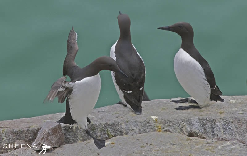 Guillemots on the Saltee Islands