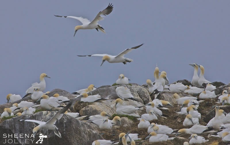 A large Gannet Colony on the Saltee Islands. By observing closely you could pick out the individual pairs.