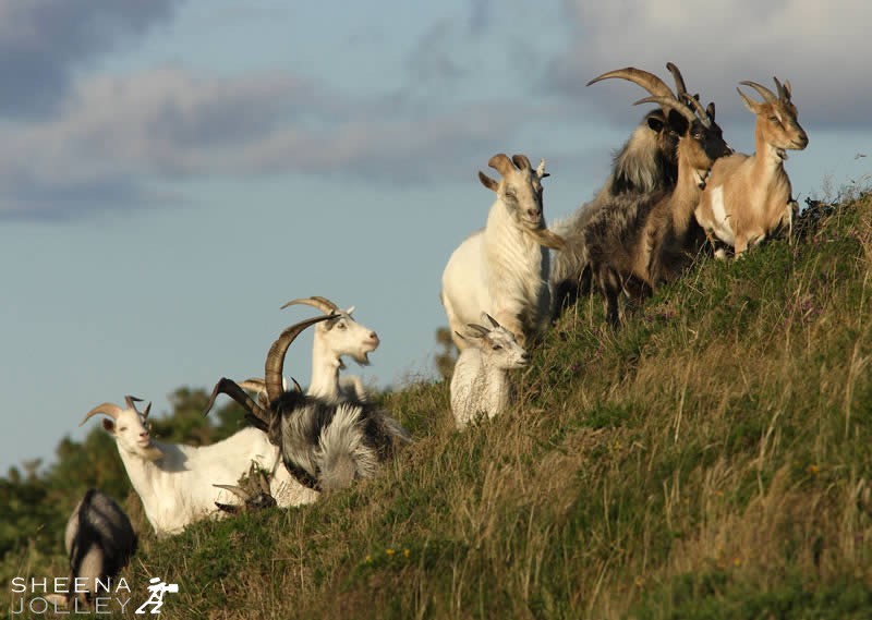 Wild Goats on East Skean, Roaring Water Bay, West Cork