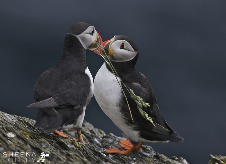 The characteristic bright orange bill plates grow before the breeding season and are shed after breeding. The bills are used in courtship ritual. This pair are tapping their bills together and also one is collecting nest material. Male puffins perform most of the work of clearing out the nest area, which is sometimes lined with grass, feathers or seaweed. It was fun to catch this pair if Puffins multitasking!