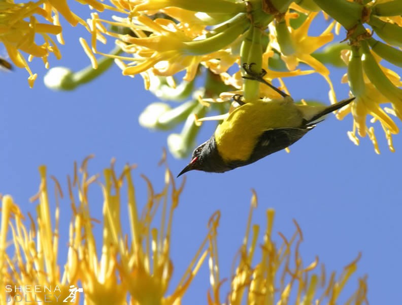 The Century Plant takes 10 Years to flower and this happens in the month of April in Antigua in the West indies. I spotted this Bananaquit surrounded and well camouflaged by the big flowers. It punctures the bases of flowers to feed on the nectar and it seems fitting that the locals also call him the Sugar Bird.
