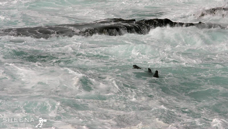 In August 2006 I stayed on Inishtrahull Island which is the most northerly point of Irealnd. A small community used to live here but since the automation of the lighthouse it has been uninhabited. A force 10 gale blew up isolating us and making it impossible to either take-off or land on the island by any means. It became a truly wild and furious place. One could not but wonder at the power and size of the waves which crashed over the rocks below the lighthouse. I was amazed when I spotted these Grey seals in the middle of this turbulent sea and it seemed to me they were staying close together for safety. Although I used a tripod for the shot I had to use a fast shutter speed to negate the effects of the wind.