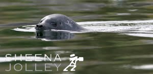 Common Seal  curious  inquisitive  big eyes   waters  Glengarriff  west Cork  ireland  photograph Common Seal (Still Waters).jpg
