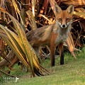 Nature Photographer, Wildlife Photogrpahy